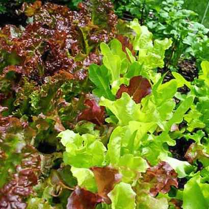 Салаты и Зелень